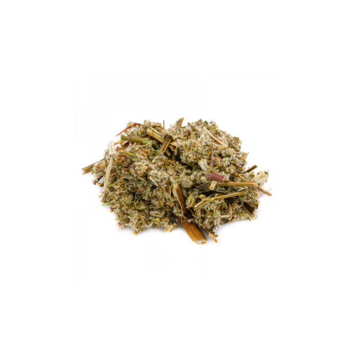 Artemisia