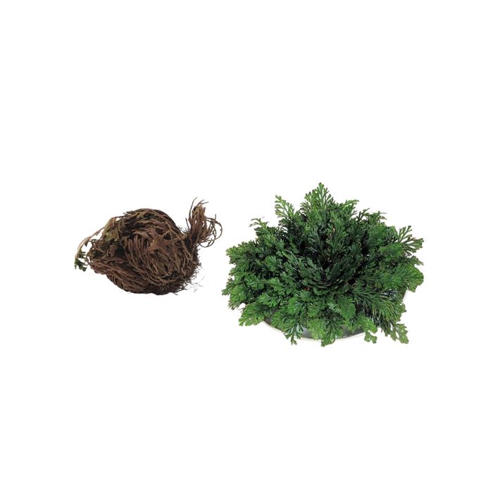Rosa di Gerico – Il Fiore della Rinascita